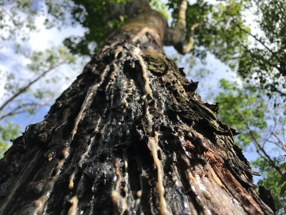 Ignoring tree sap and bugs can harm your paint - Perth City Skoda